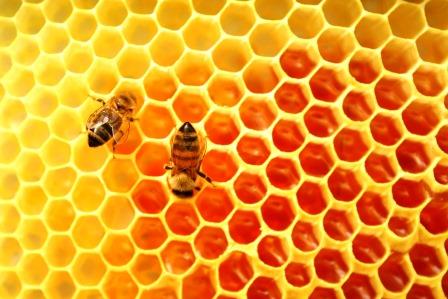 نکاتی از بازاریابی که باید از زنبورهای عسل بیاموزیم